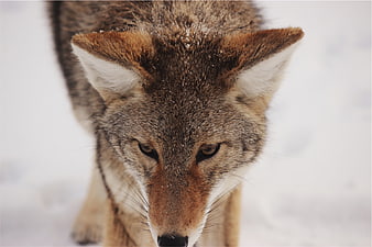 Close-up portrait of a coyote in snow