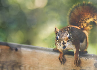 Cute squirrel on wooden fence with blurred green background
