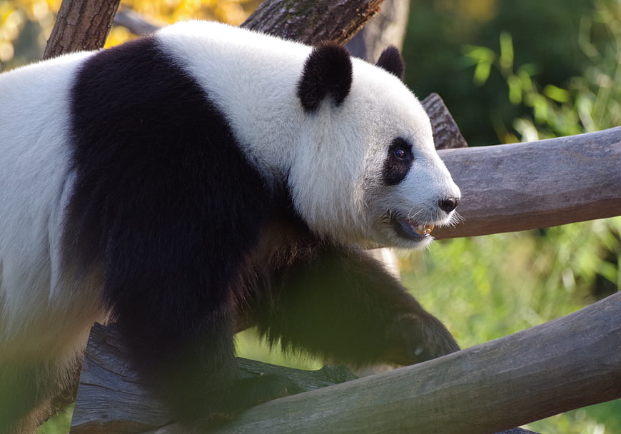 Giant Panda Bear Eating Bamboo On Wooden Structure In Zoo