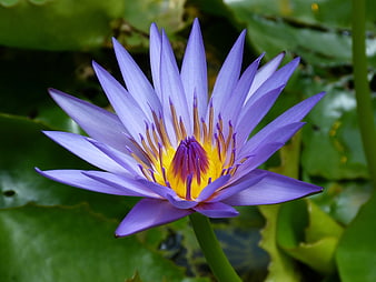 Purple Water Lily Bloom Closeup on Green Lily Pads