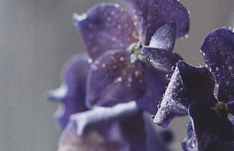 Close-up of purple hydrangea petals with water droplets