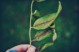 Hand holding wilting green leaf branch against blurred background