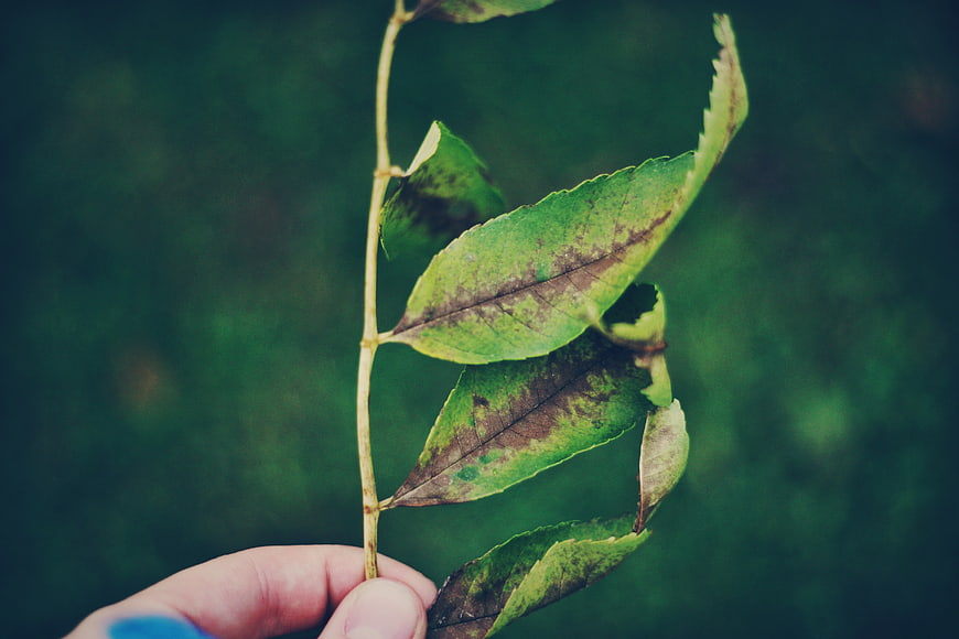 Hand holding wilting green leaf branch against blurred background