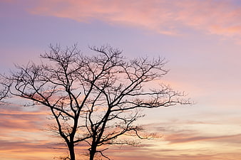 Silhouette of Bare Tree Against Pink and Orange Sunset Sky