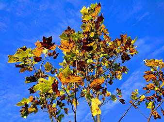 Autumn tree leaves against a vibrant blue sky