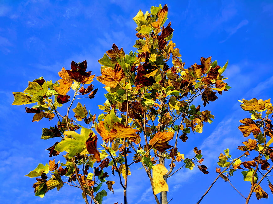 Autumn tree leaves against a vibrant blue sky
