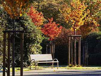 Empty park bench surrounded by vibrant autumn foliage and trees