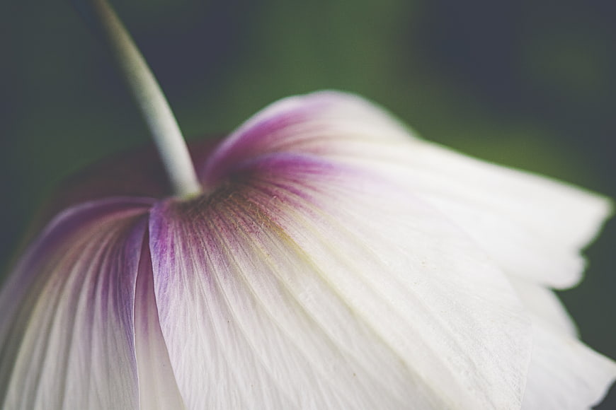 Close-up of delicate white and purple flower petals