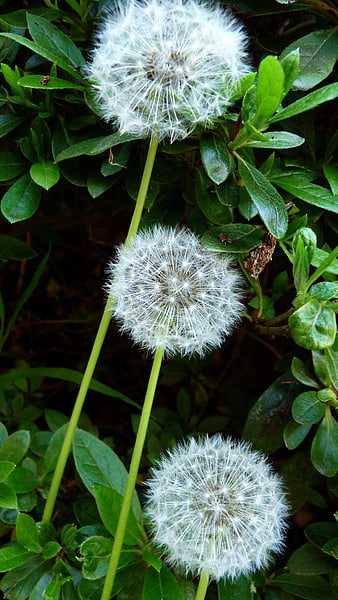 Three White Dandelion Seed Heads in Green Foliage