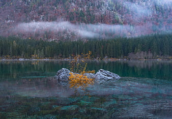 Serene autumn lake with misty forest and yellow bush
