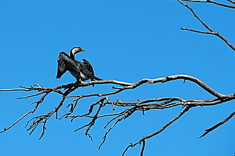 Pied Cormorant Drying Wings on Branch Against Blue Sky