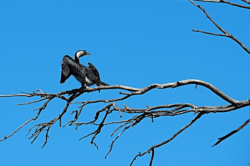 Pied Cormorant Drying Wings on Branch Against Blue Sky