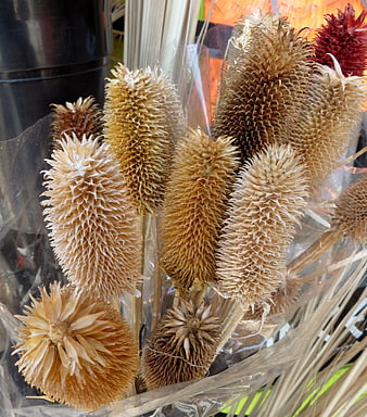 Dried teasel seed heads in clear plastic wrapping