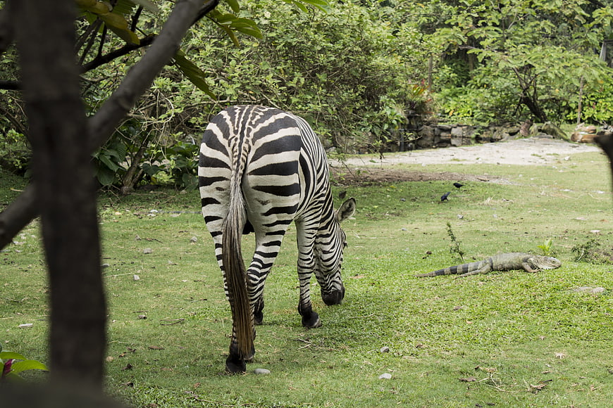 Zebra grazing in grassy enclosure with iguana