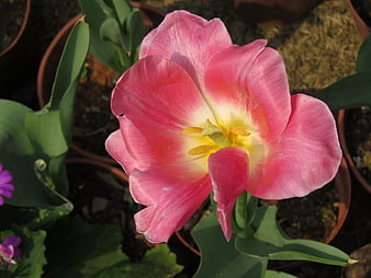 Close-up of a vibrant pink and yellow tulip flower