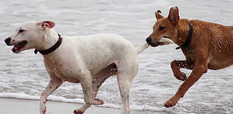 Two dogs playing with a stick on a wet beach