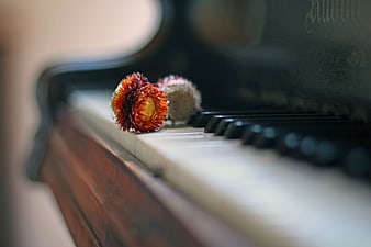 Dried flowers resting on the keys of an antique wooden piano