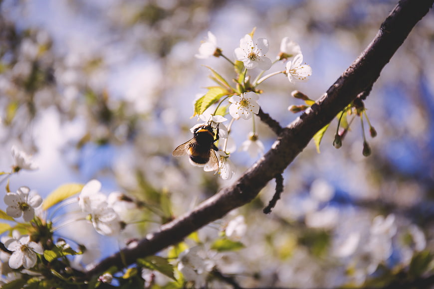 Bumblebee Pollinating White Blossoms on Branch