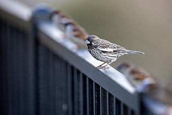 Lark Bunting perched on a metal fence railing