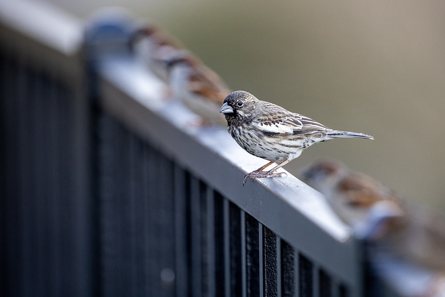 Lark Bunting perched on a metal fence railing