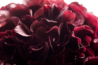 Close-up of deep red hydrangea petals with soft lighting