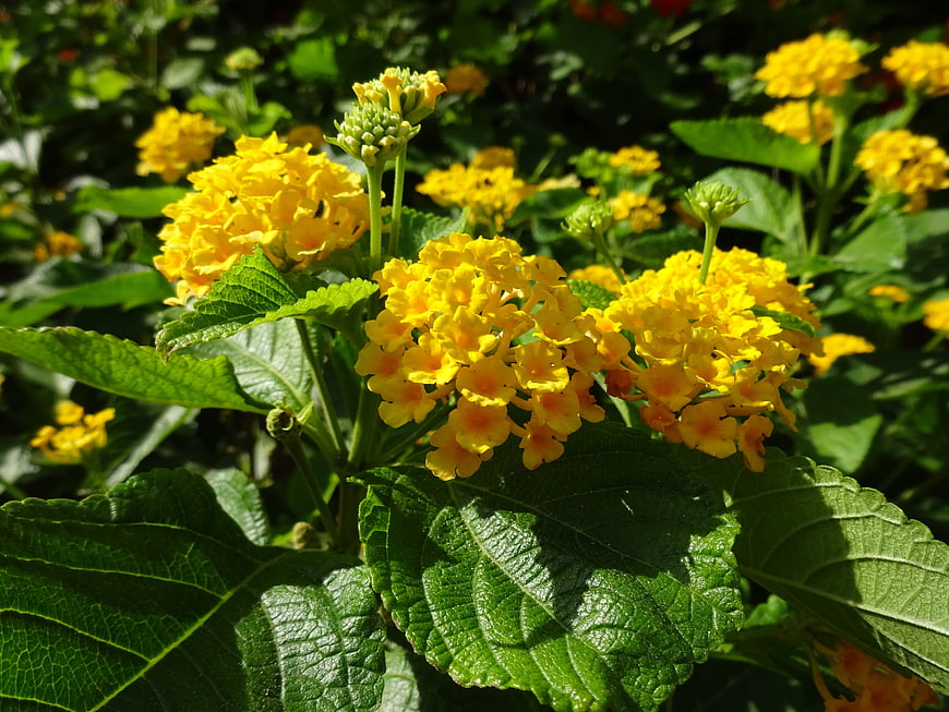 Vibrant yellow lantana flowers blooming in sunlight