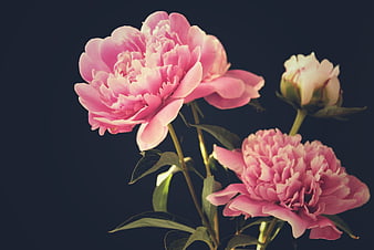 Pink Peonies and Bud on Dark Background