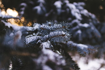 Close-up of snow-covered pine branches in winter sunlight