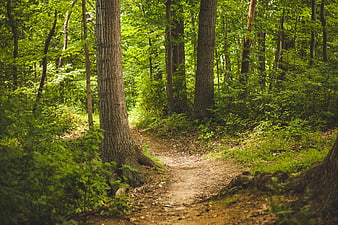 Sunny dirt path winding through lush green summer forest