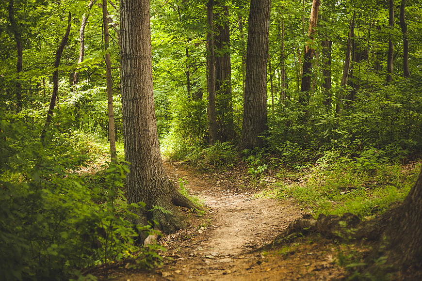 Sunny dirt path winding through lush green summer forest