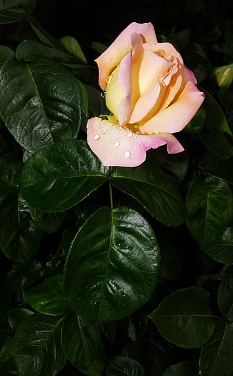 Pink and Yellow Rose with Raindrops on Green Leaves