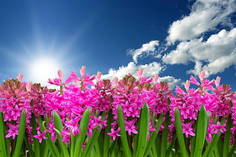 Vibrant Pink Hyacinth Flowers Against Blue Sky