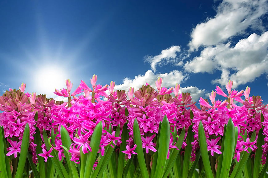 Vibrant Pink Hyacinth Flowers Against Blue Sky