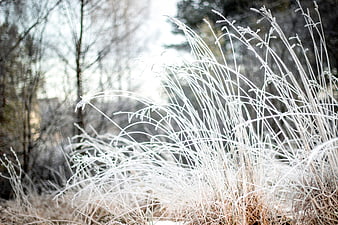 Frosty grass blades in winter morning light