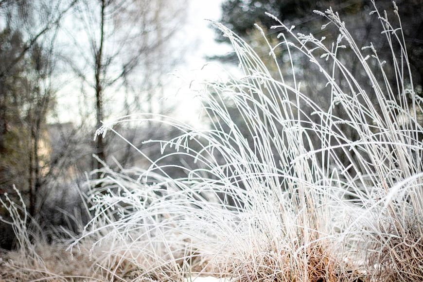 Frosty grass blades in winter morning light