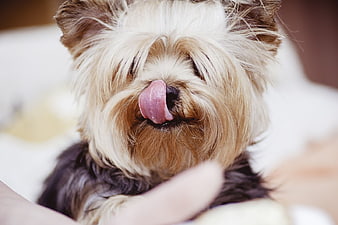 Cute Yorkshire Terrier Puppy Licking Nose Close Up