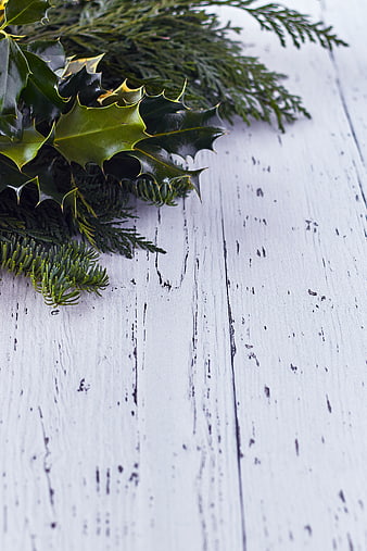 Christmas Holly and Pine Branches on White Wooden Background