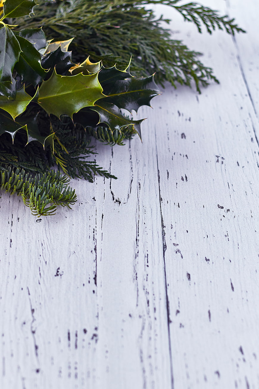 Christmas Holly and Pine Branches on White Wooden Background