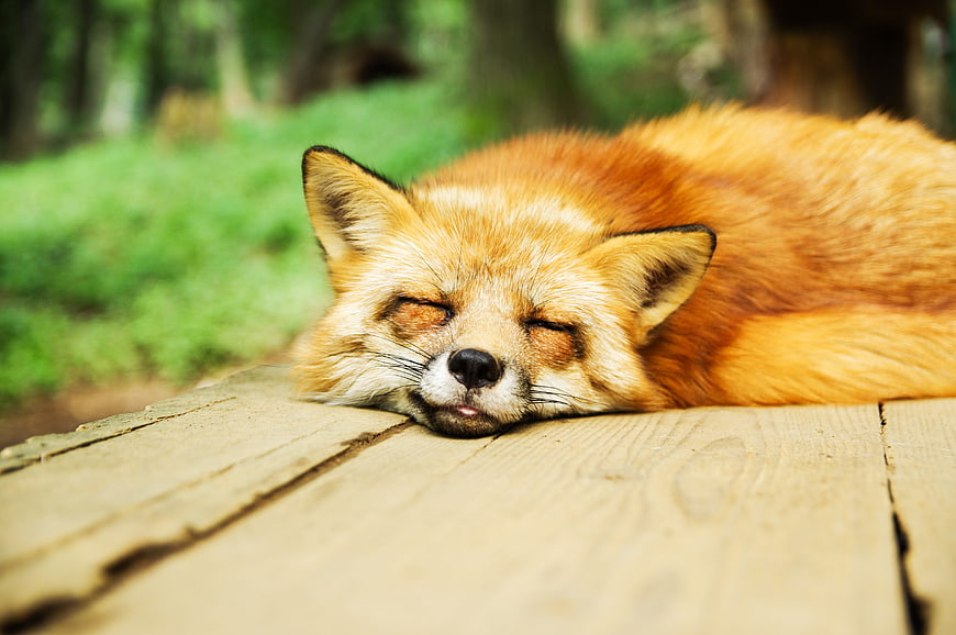 Sleeping Red Fox on Wooden Deck in Forest