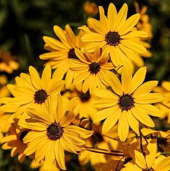 Vibrant Yellow Black-Eyed Susans in Sunlight