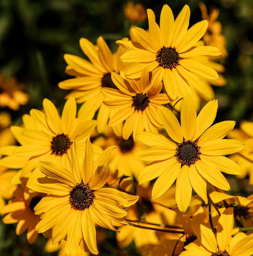 Vibrant Yellow Black-Eyed Susans in Sunlight