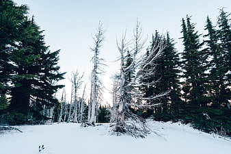 Snowy Winter Forest with Dead Trees and Evergreens