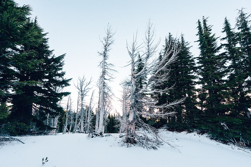 Snowy Winter Forest with Dead Trees and Evergreens