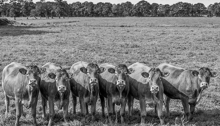 Black and White Photo of Six Cows in a Pasture
