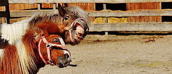 Two ponies with pink halters in a rustic wooden stable