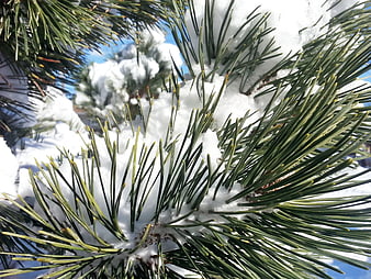 Close-up of Snow-Covered Pine Needles Against Blue Sky