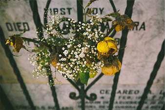 Withered yellow roses and baby's breath on a cemetery gate