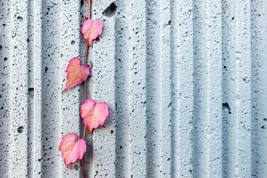 Pink autumn vine leaves on textured concrete wall background