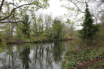 Serene River in Early Spring Forest with Overhanging Branches