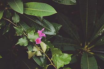 Pink Bougainvillea Flowers on Green Leaves